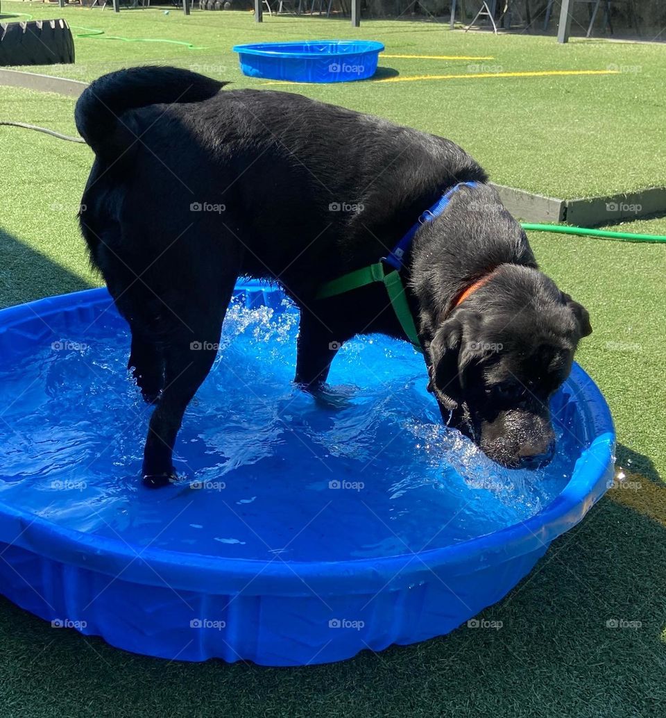 Black lab playing in the pool