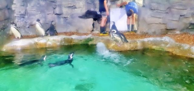 snorkeling decorative algae turtle aquarium fish saltwater biology fauna fishes seascape image scuba yellow dive young zoo environment vacation child pet shark swimming cute lifestyle animals fin people beauty black swim travel deep undersea landscap