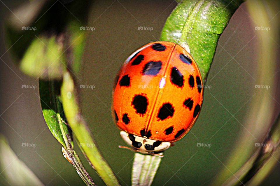 Ladybug