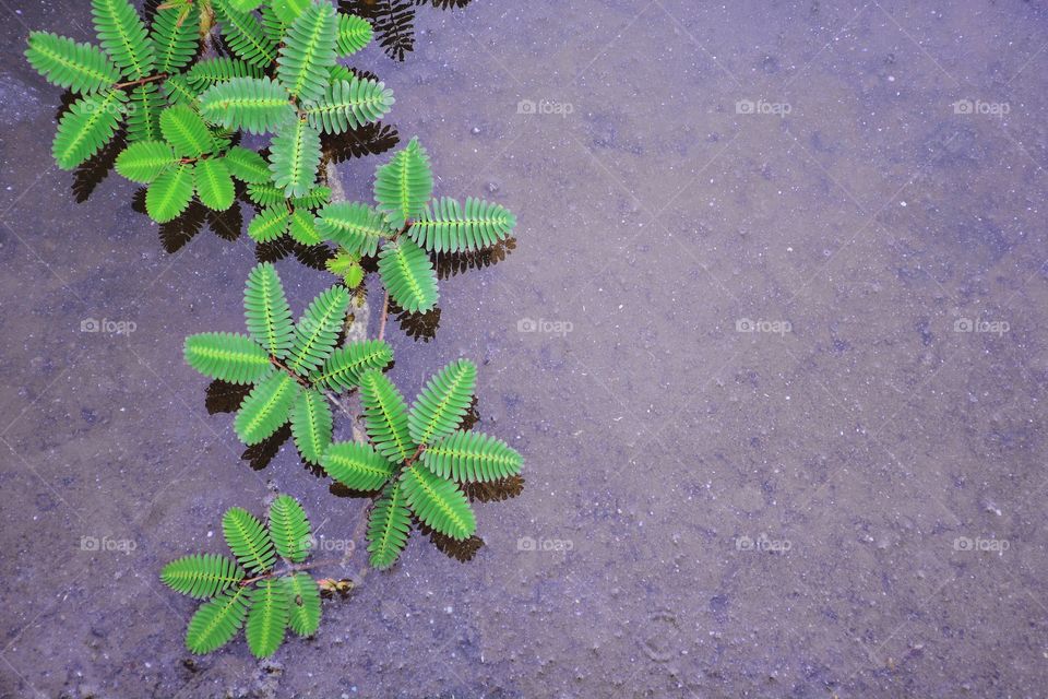 Pattern of green leafy plants float on the water