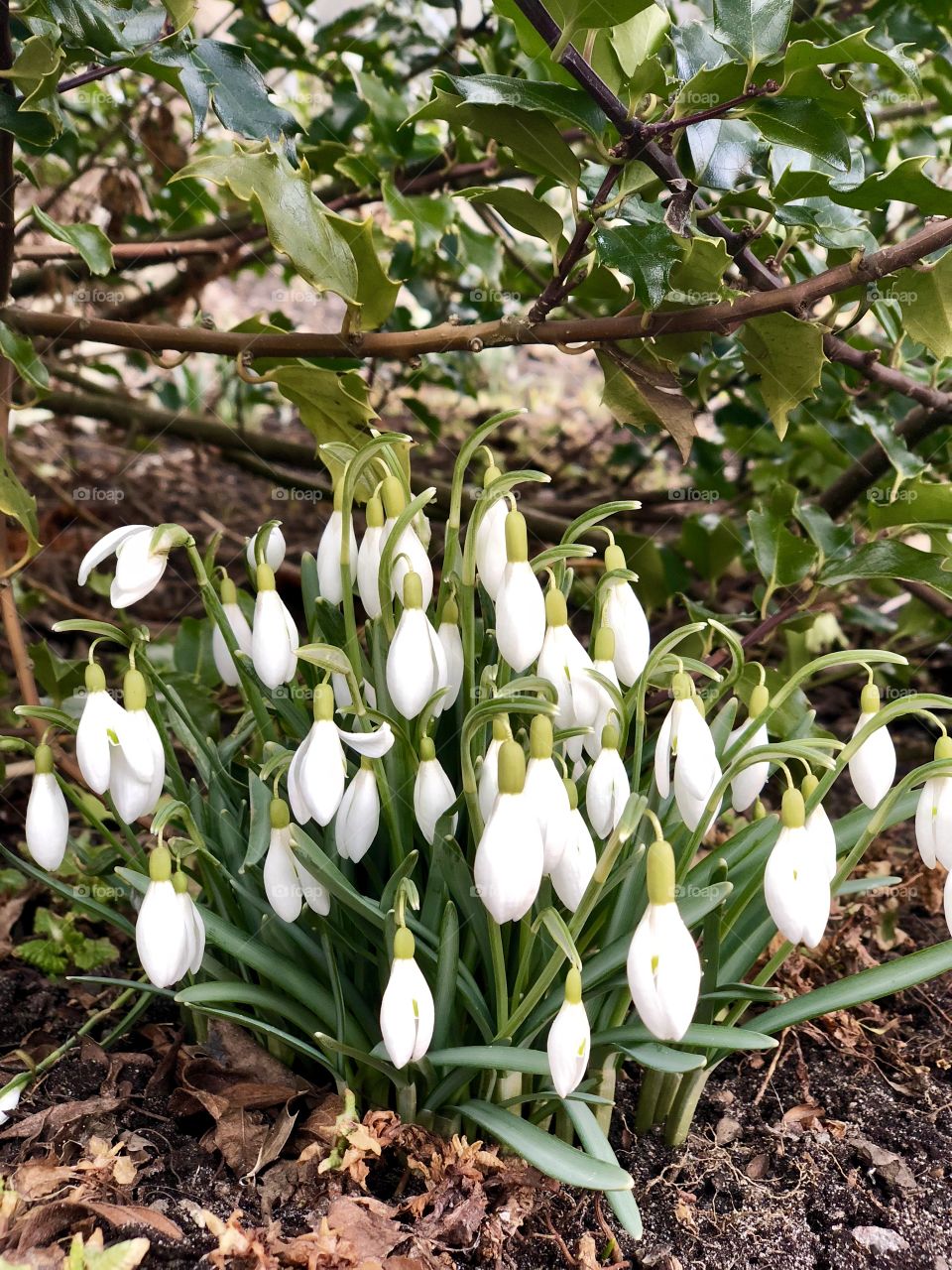 spring sign snowdrops