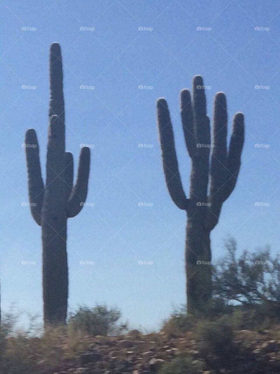 Desert Cacti