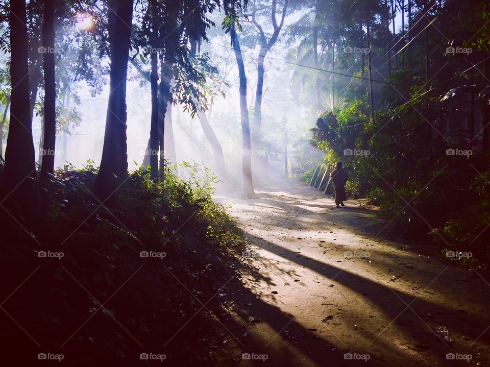 First spring morning 