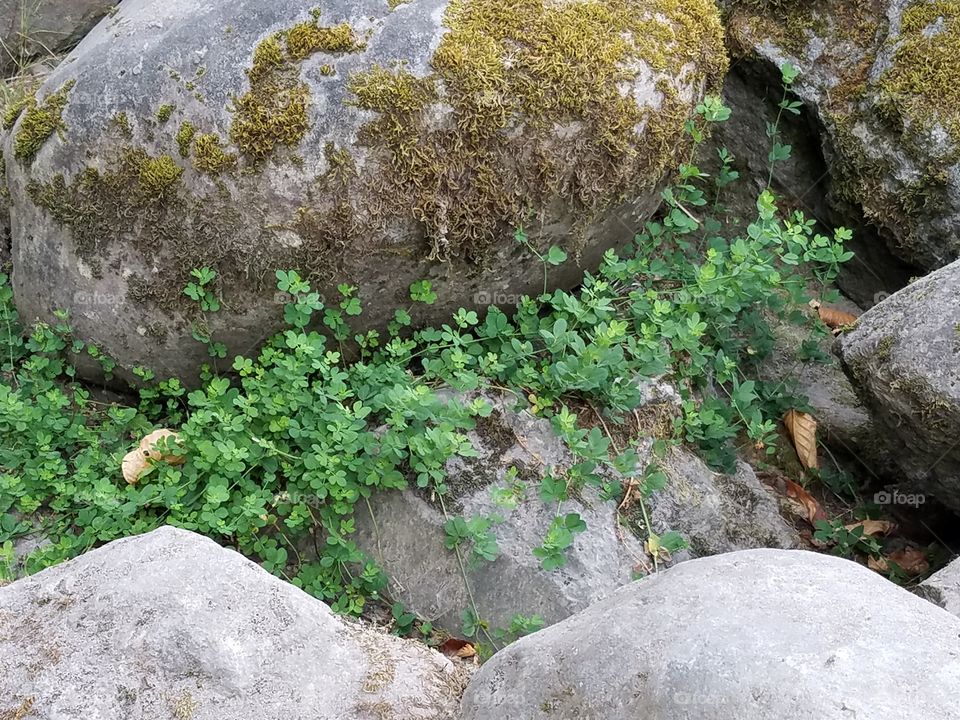 Boulder with clover and moss