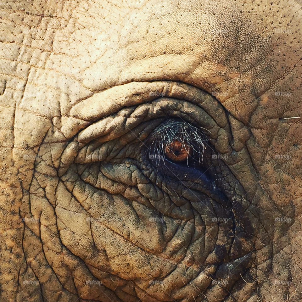 Elephant eye. 