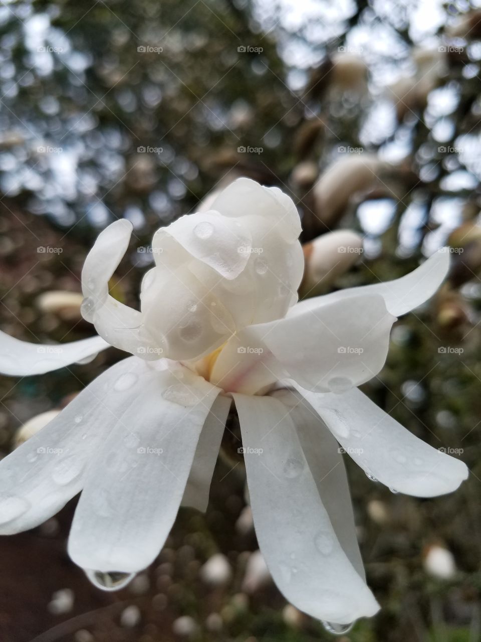 Wet, floppy flower after the rain.