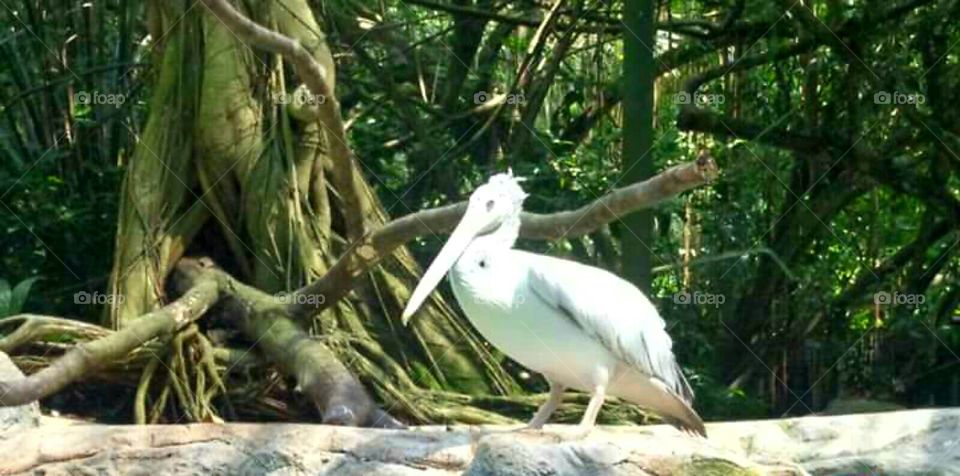 Long beak bird at Singapore zoo.