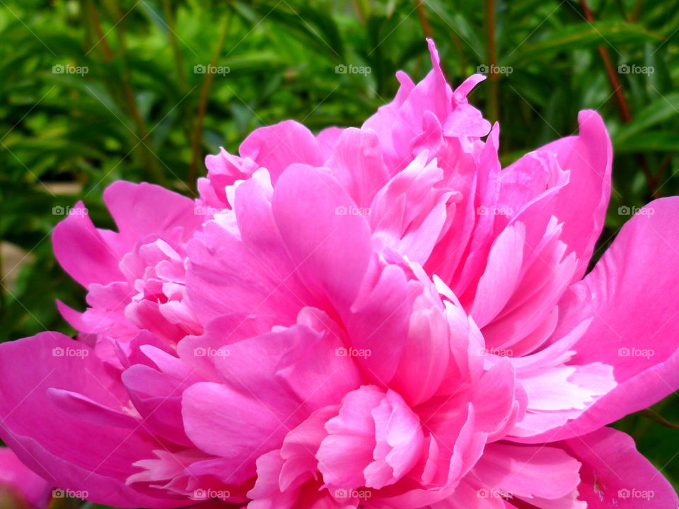 Pink petals of flower
