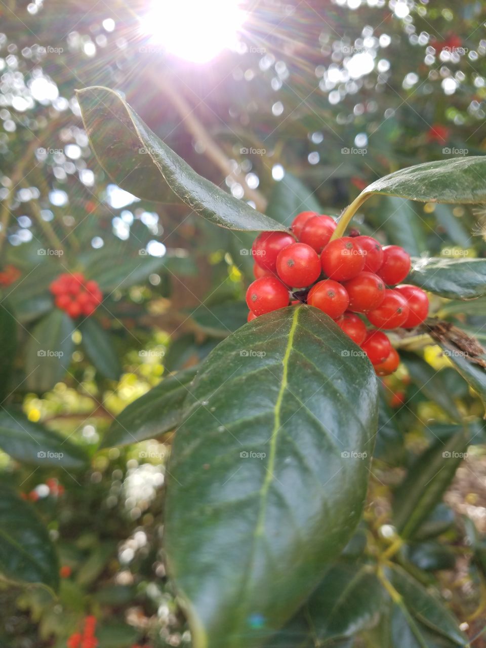 Tree with Berries