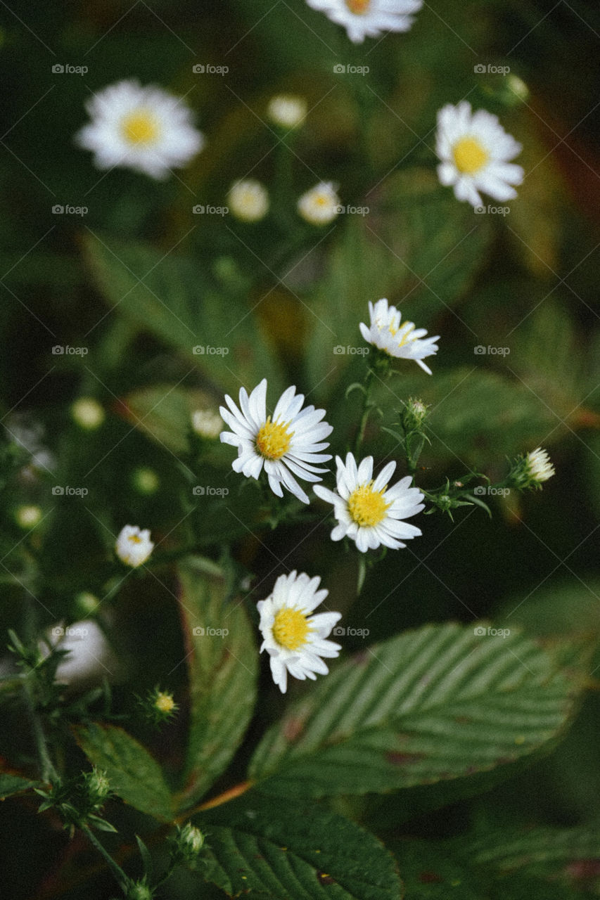 Plant Portrait III