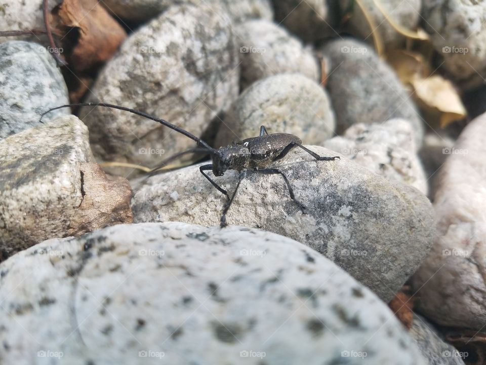 Nature, Rock, Stone, Closeup, Outdoors