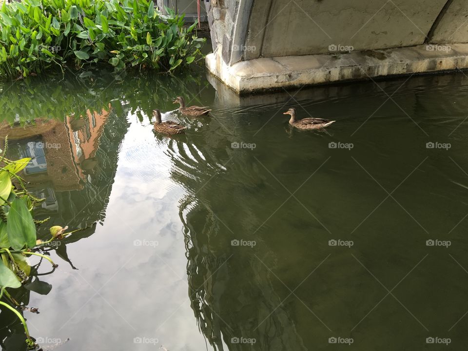 Ducks swimming through a bridge 
