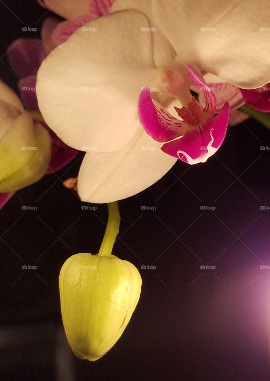 night orchid