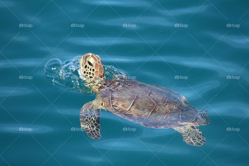 A sea turtle at Bahamas needs alittle swim in the green water.The beautiful sunshine makes IT Even better.