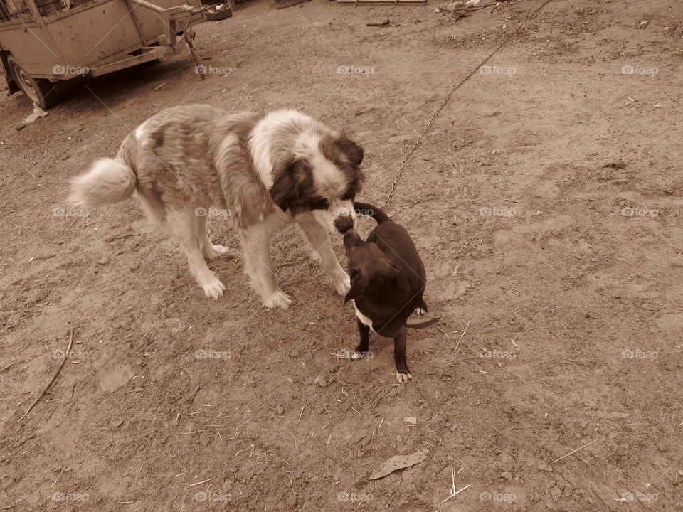 Two dogs greeting each other