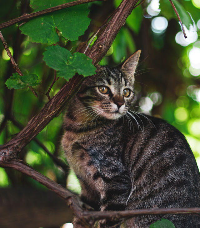 Love cats!
