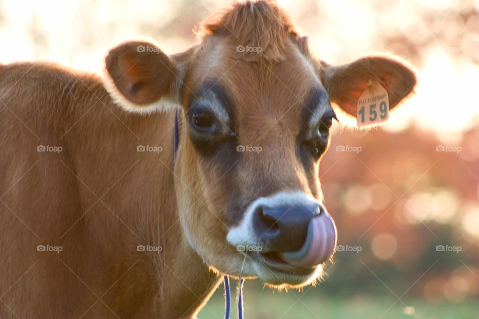 Cow