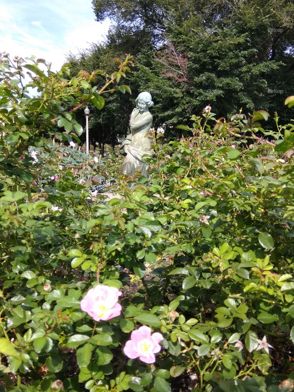 Statue_rose garden