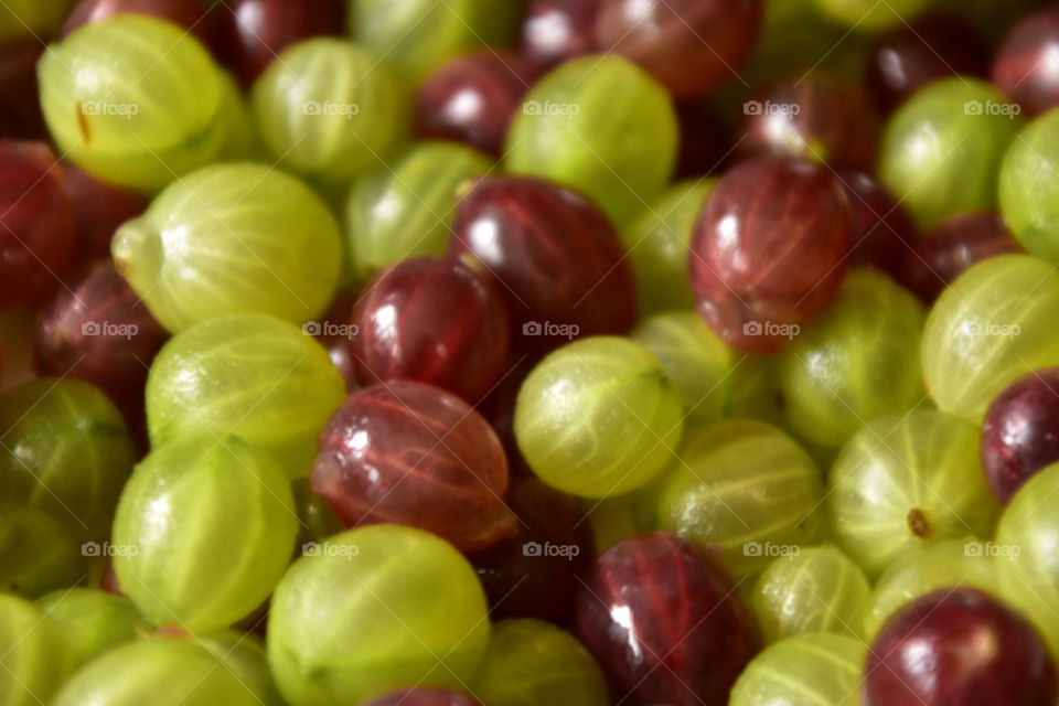 A tray full of delicious red and green home-grown British gooseberries