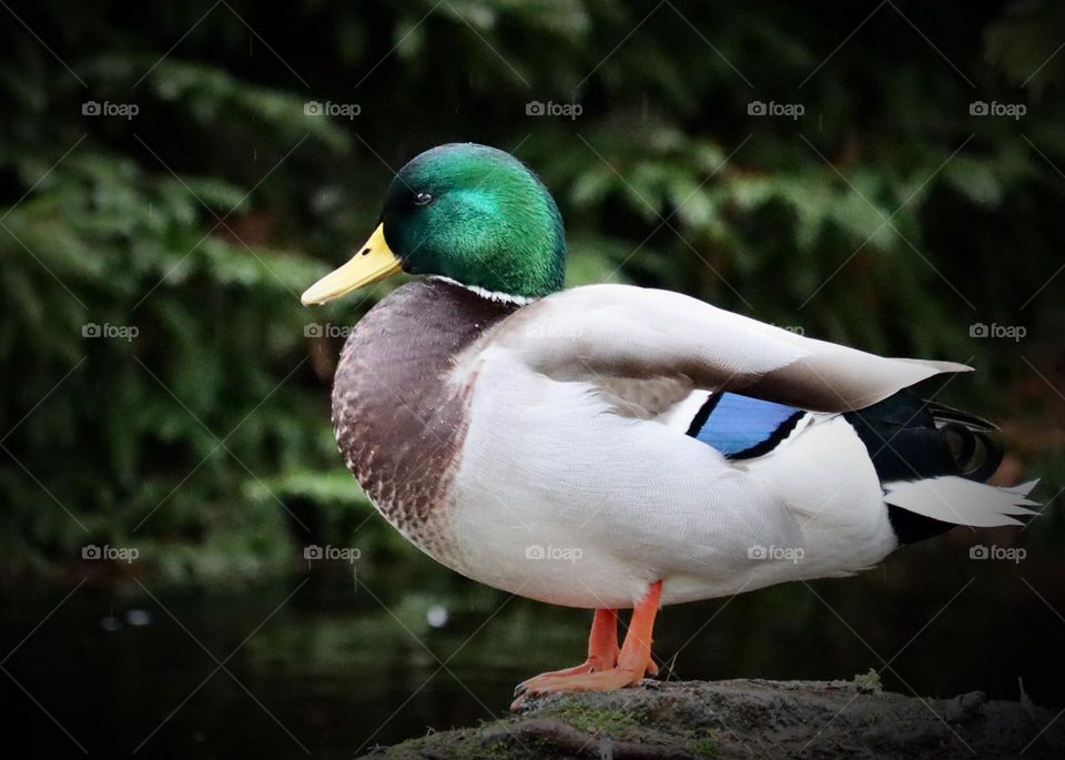 A mature male mallard poses beautifully as he rests near a pond at Point Defiance Park in Tacoma, Washington 