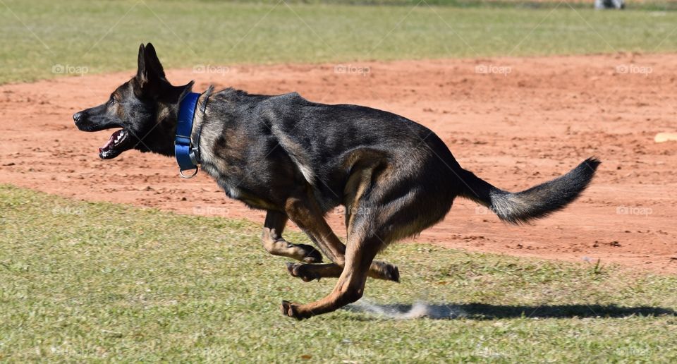 On the move,  running around the ball park