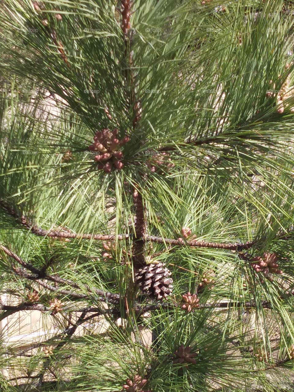 pine beauty