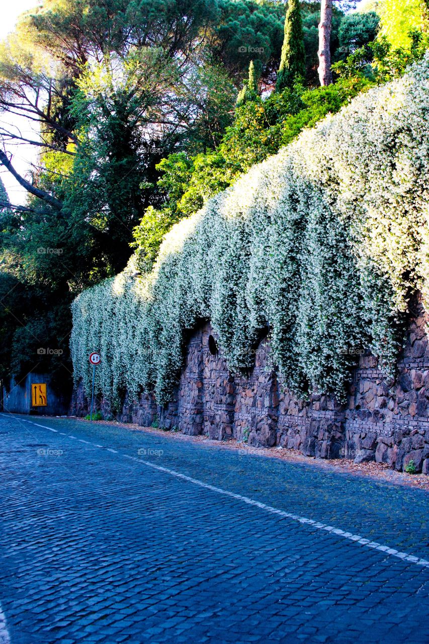 When flowers take over the wall - Rome Italy