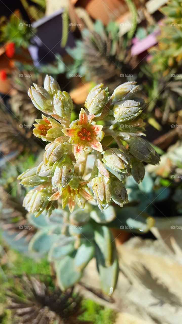 echeveria blooming