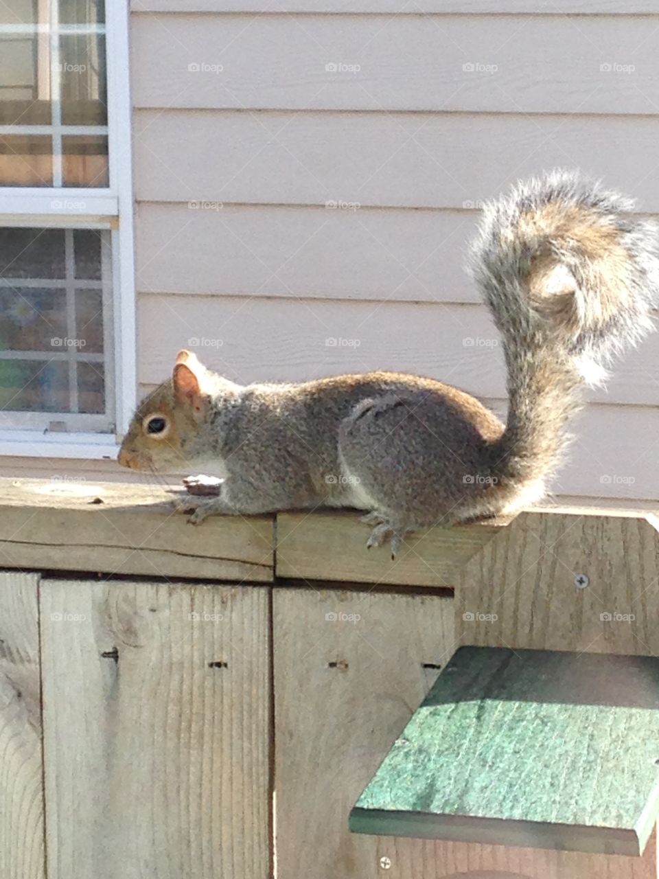 Sunbathing squirrel 