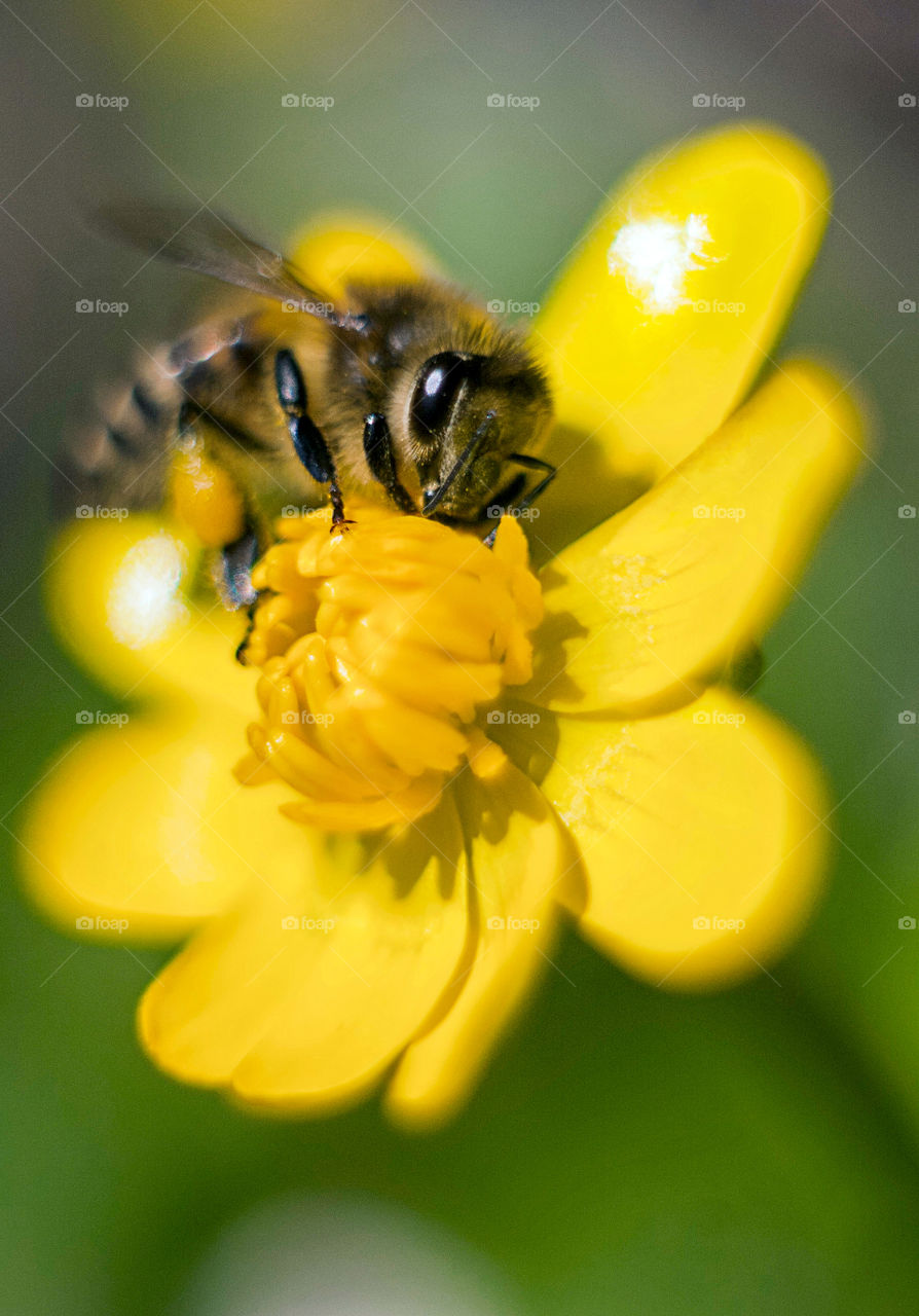 hardworking bee collects sweet honey