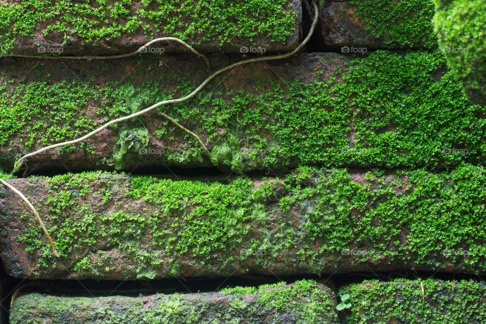 Nature moss on brick wall