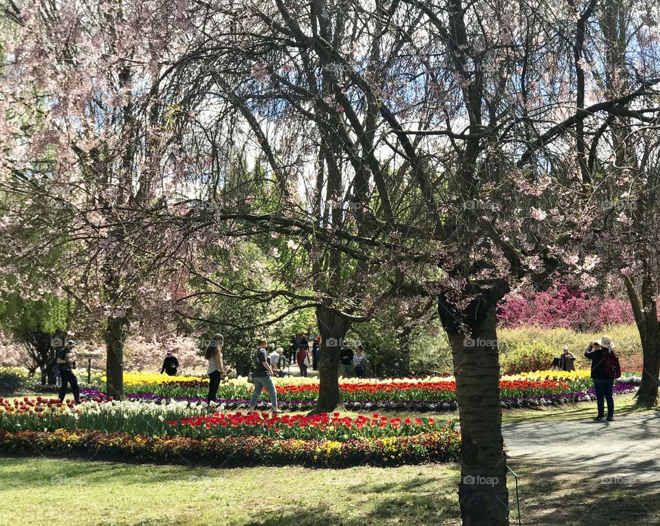 Tulip top garden Canberra 