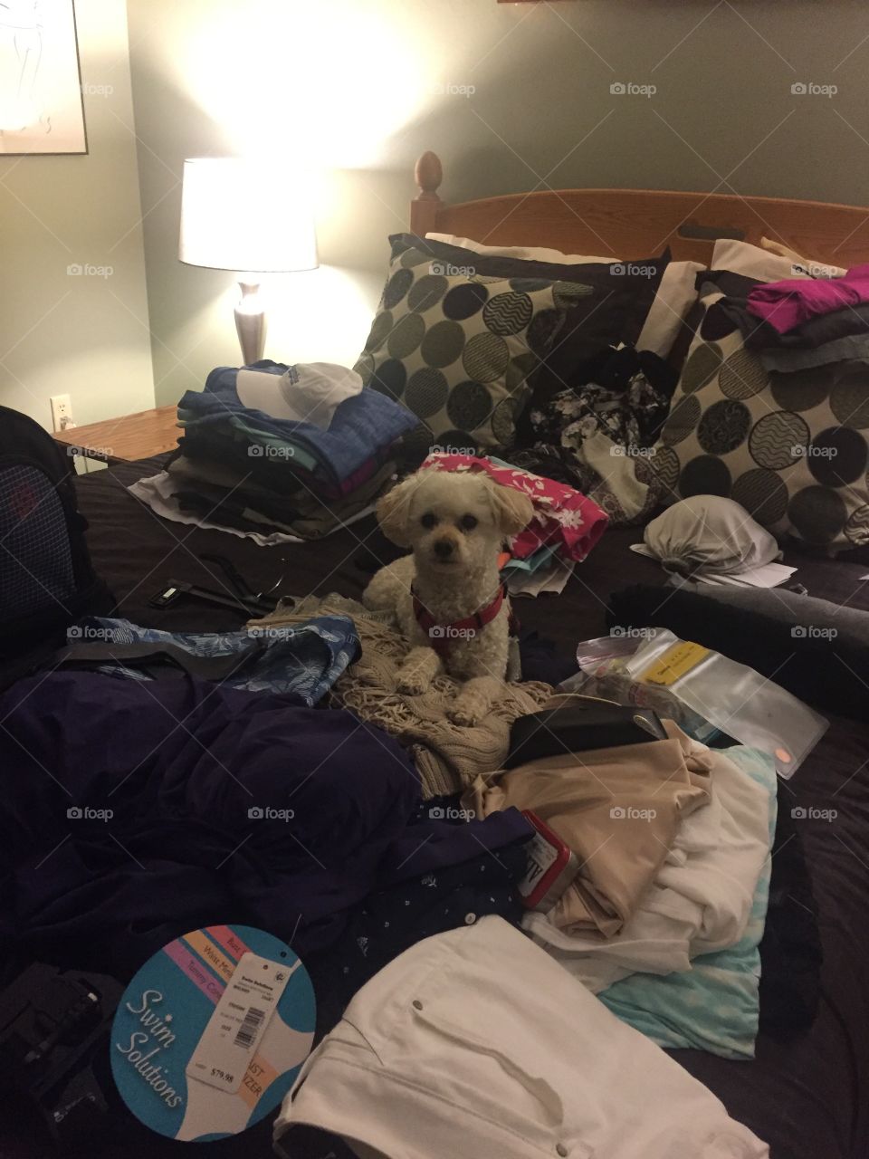 My dog sitting in the middle of the bed while I'm packing for summer vacation