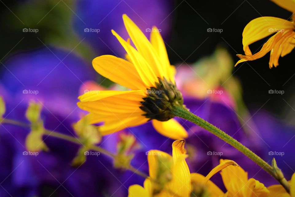 Blumen in verschiedenen Farben