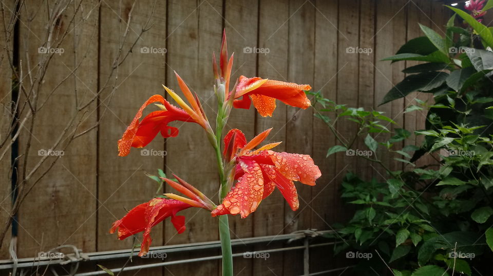 Nature Natural Garten Flora Flower Canna Flaccida L. orange