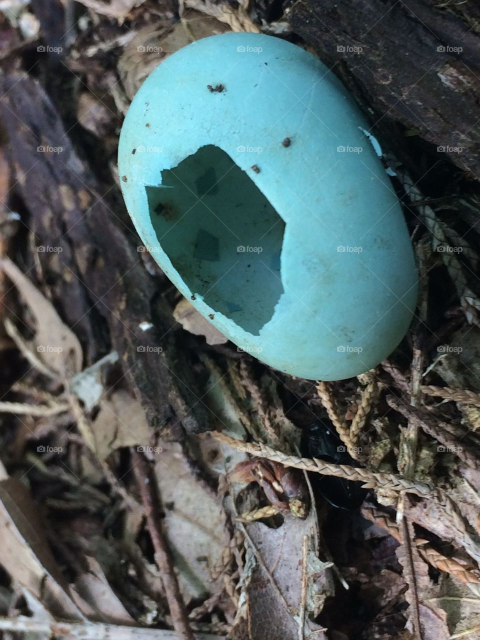 Robins egg 