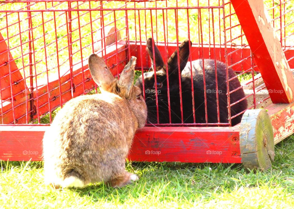 Easter bunny kiss