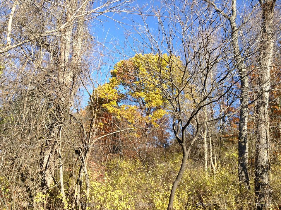 Yellow tree