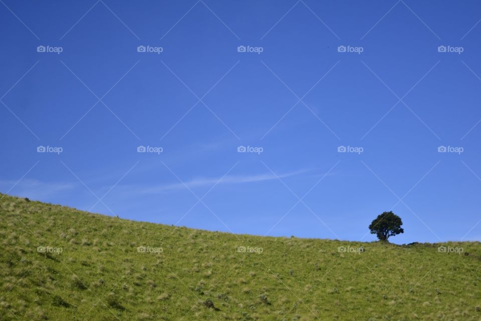 Single tree in merbabu mountain