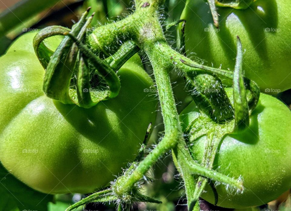 Green tomato garden