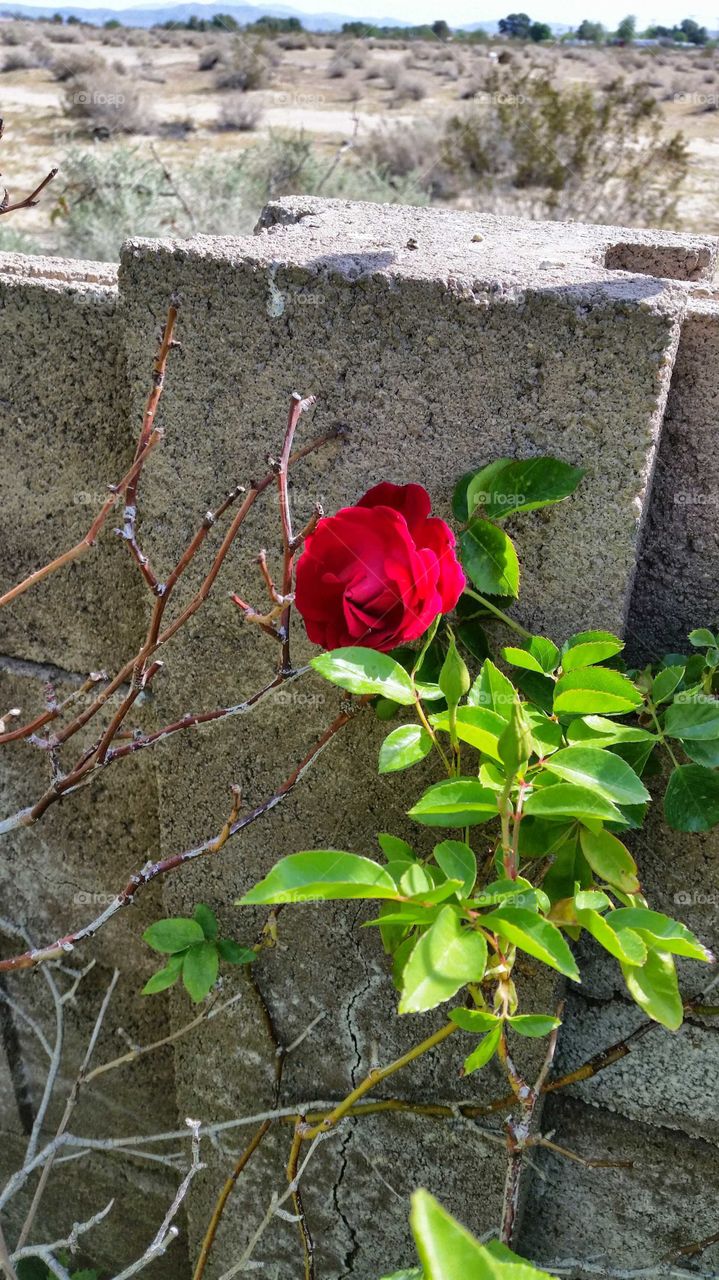 a beautiful rose bud next to a cinderblock wall