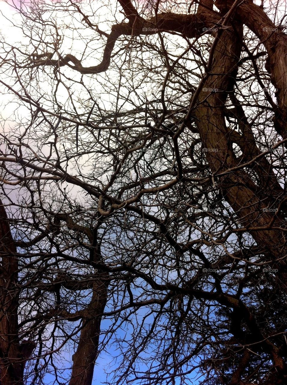 Tree branchrs