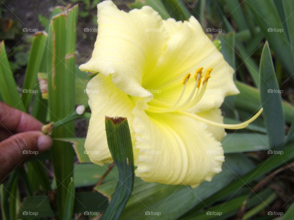 bright yellow blooms