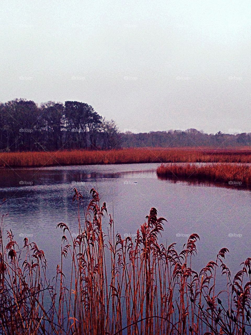 Beautiful Marshland 