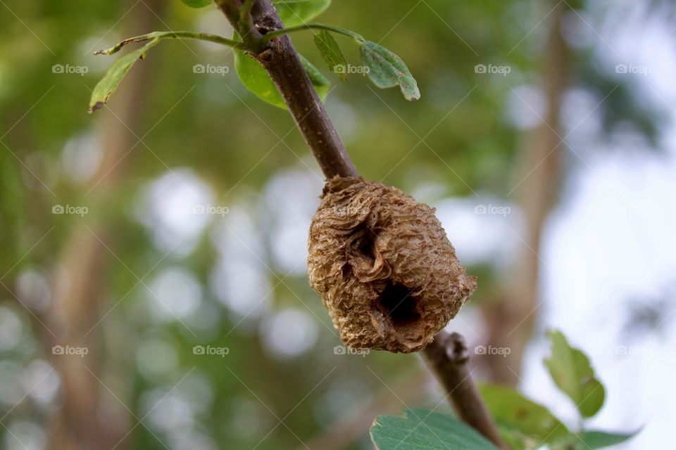 Tiny insect nest on a tree branch