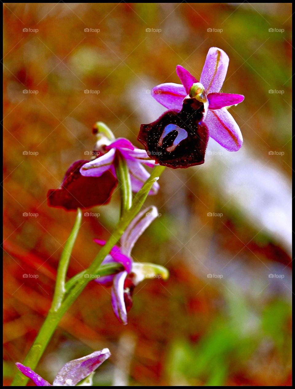 Amazing ophrys flower close up background summer blossom nature therapy bee flower smiling