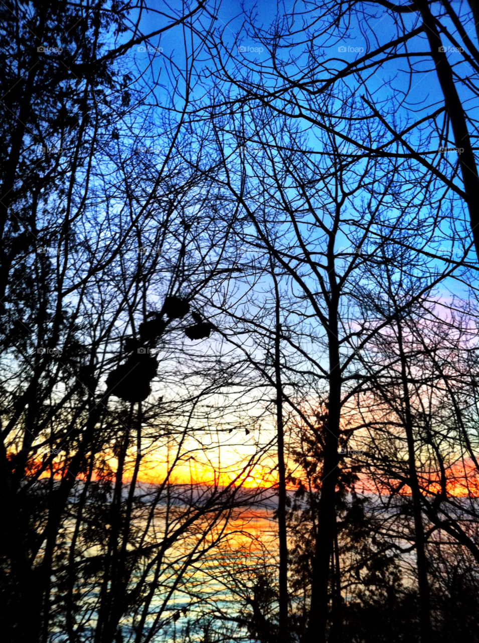 sunrise branches bare lake michigan by doug414