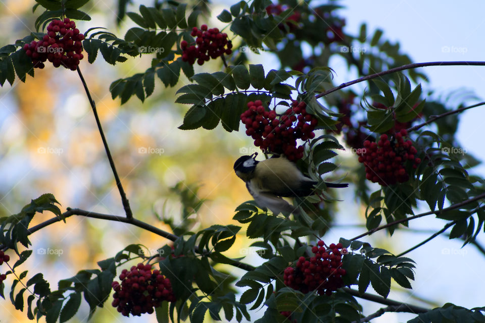 Titmouse on a tree branch