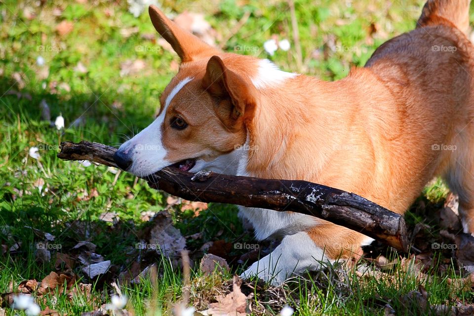 Dog with a big stick (welsh corgi cardigan) 