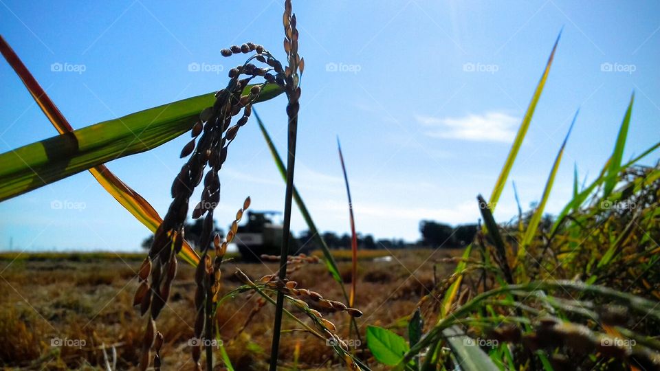 Field, Agriculture, Nature, Growth, Flora